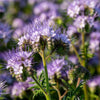 300 PURPLE TANSY Lacy Fiddleneck Phacelia Tanacetifolia Flower Seeds