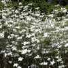 50 Bianca WHITE CORN COCKLE Agrostemma Githago Flower Seed