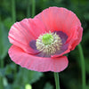100 HENS and CHICKS Poppy Hens & Chickens Breadseed Lettuce Leaf Papaver Somniferum Flower Seeds