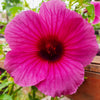 10 KENAF HIBISCUS Cannabinus Indian Hemp Red Flower Seeds