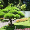 10 RED Japanese PINE TREE Korean Pinus Densiflora Evergreen Seeds
