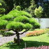 Red Japanese Pine Tree Korean Pinus Densiflora Evergreen Seeds – photo 3