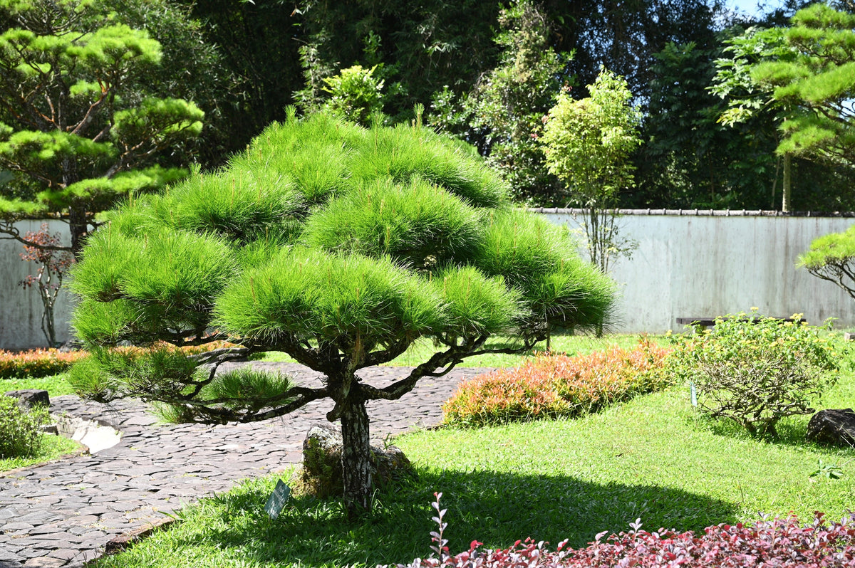 Red Japanese Pine Tree Korean Pinus Densiflora Evergreen Seeds – photo 3