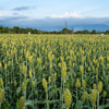 Mennonite Sorghum Seeds – Sugar Cane Sorghum Bicolor Grain Vegetable – photo 3