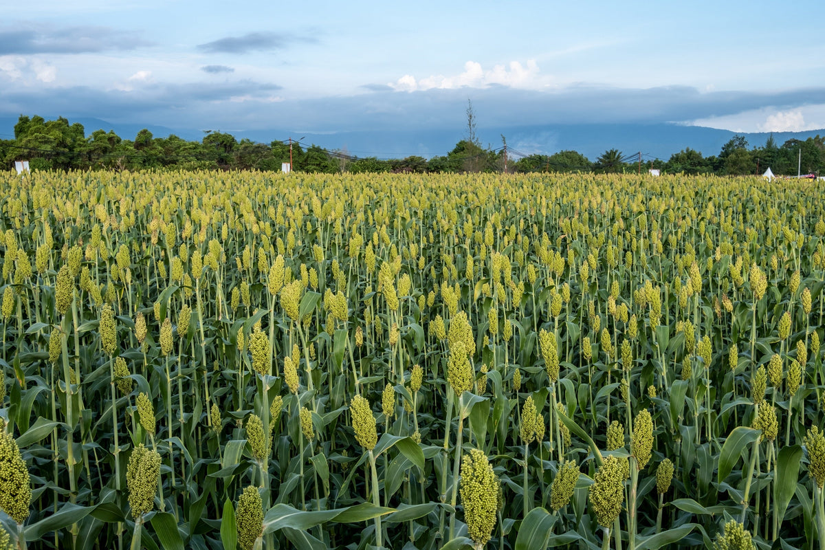 Mennonite Sorghum Seeds – Sugar Cane Sorghum Bicolor Grain Vegetable – photo 3
