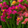 50 Pacific Mix STATICE (Sea Lavender) Mixed Colors  Limonium Sinuatum Flower Seeds
