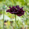 Black Peony Poppy Seeds – Papaver Peoniflorum Flower – photo 5