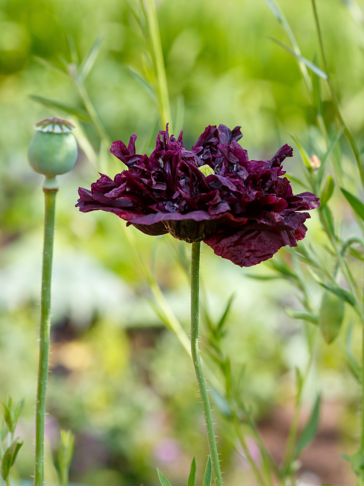 Black Peony Poppy Seeds – Papaver Peoniflorum Flower – photo 5