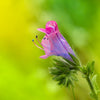 25 ROSE VIPER'S BUGLOSS Pink Echium Plantagineum Rose Bedder Flower Seeds