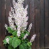 50 WHITE Swan CLARY SAGE Salvia Viridis Horminum Herb Flower Seeds