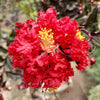1000 Bulk CREPE MYRTLE Mixed Colors Lagerstroemia Indica Mix Tree Shrub Flower Seeds - Red, Purple, Light Pink, Dark Pink, White, & Lilac