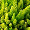 10 EMERALD ASPARAGUS FERN A. Densiflorus Mazeppa Houseplant Flower Seeds