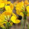 200 BIRDS FOOT TREFOIL (Birdfoot Deervetch / Cats Clover / Ground Honeysuckle) Lotus Corniculatus Fabaceae Flower Seeds