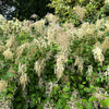 White Oceanspray Seeds – Shrub Creambush Mountain Spray Holodiscus Flower – photo 2