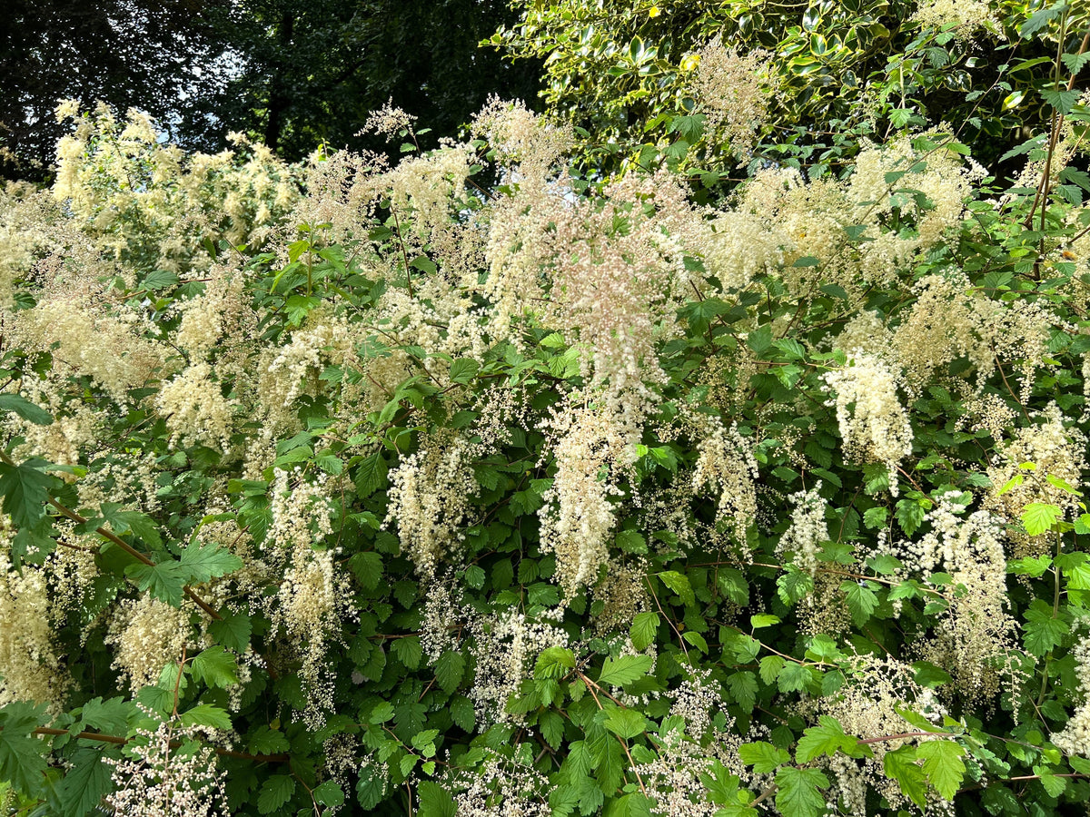 White Oceanspray Seeds – Shrub Creambush Mountain Spray Holodiscus Flower – photo 2