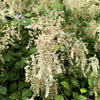 White Oceanspray Seeds – Shrub Creambush Mountain Spray Holodiscus Flower