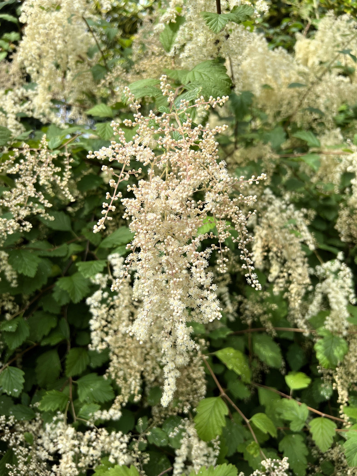 White Oceanspray Seeds – Shrub Creambush Mountain Spray Holodiscus Flower