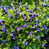 10 KAUAI MIX TORENIA Fournieri Sun or Shade Wishbone Flower Seeds - Mixed Colors 2 Tone Blue Red Pink