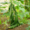 30 ENGLISH CUCUMBER Cucumis Sativus Burpless Fruit Vegetable Seeds