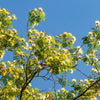 20 WOMAN'S TONGUE TREE White Mimosa Nectar Flower Albizia Lebbeck Legume Seeds