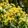 20 WOMAN'S TONGUE TREE White Mimosa Nectar Flower Albizia Lebbeck Legume Seeds