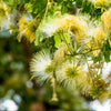 20 WOMAN'S TONGUE TREE White Mimosa Nectar Flower Albizia Lebbeck Legume Seeds
