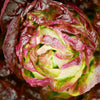 3000 RED ROMAINE LETTUCE Lactuca Sativa Vegetable Seeds
