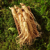 25 AMERICAN GINSENG Panax Quinquefolius Shade Herb Seeds