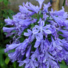 25 BLUE LILY of the NILE Agapanthus Orientalis African Lily Flower Seeds