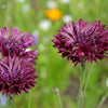25 Black Garnet BACHELOR'S BUTTON / CORNFLOWER Centaurea Cyanus Flower Seeds