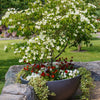 5 Flowering WHITE KOUSA DOGWOOD Cornus Kousa Tree Seeds