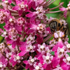 Cinderella Milkweed Seeds – Asclepias Incarnata Flower – photo 3