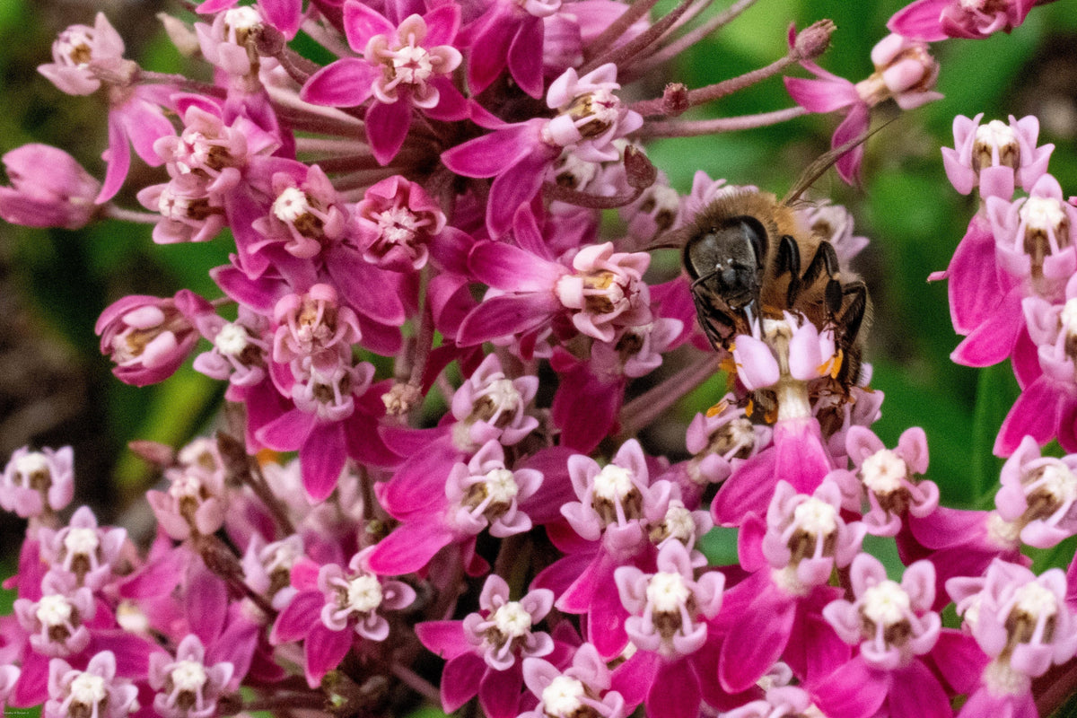Cinderella Milkweed Seeds – Asclepias Incarnata Flower – photo 3