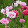 750 Pink BACHELOR'S BUTTON / CORNFLOWER Centaurea Cyanus Flower Seeds