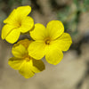 500 Organic GOLDEN FLAX Yellow Linseed Common Linum Flavum Flower Seeds