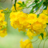 10 TECOMA STANS (Yellow Trumpetbush / Yellow Bells / Yellow Elder / Esperanza) Flower Shrub Bush Seeds