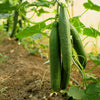 30 ENGLISH CUCUMBER Cucumis Sativus Burpless Fruit Vegetable Seeds