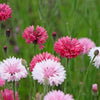 750 Red BACHELOR'S BUTTON / CORNFLOWER Centaurea Cyanus Flower Seeds