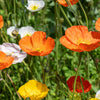 Iceland Poppy Mix Seeds – Papaver Nudicaule Mixed Colors Flower – photo 14