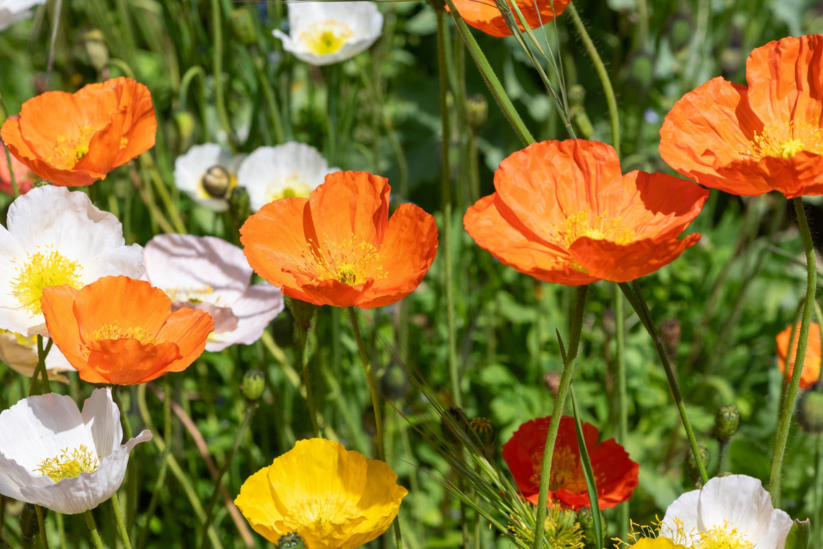 Iceland Poppy Mix Seeds – Papaver Nudicaule Mixed Colors Flower – photo 14