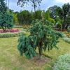 30 Kashmir WEEPING CYPRESS TREE Cupressus Cashmeriana Blue Evergreen Seeds