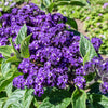 50 Blue MARINE HELIOTROPE Heliotropium Arborescens Flower Seeds