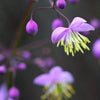 5 CHINESE MEADOW RUE Pink Yunnan Thalictrum Dipterocarpum Delavayi Flower Seeds