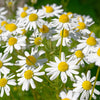 1000 GERMAN CHAMOMILE Matricaria Recutita Chamomilla Herb Flower Seeds