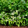 10 RAMSONS / WILD Bear GARLIC Allium Ursinum Vegetable Herb White Flower Seeds