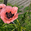 Princess Victoria Louise Oriental Poppy Seeds – Papaver Orientale Flower – photo 4