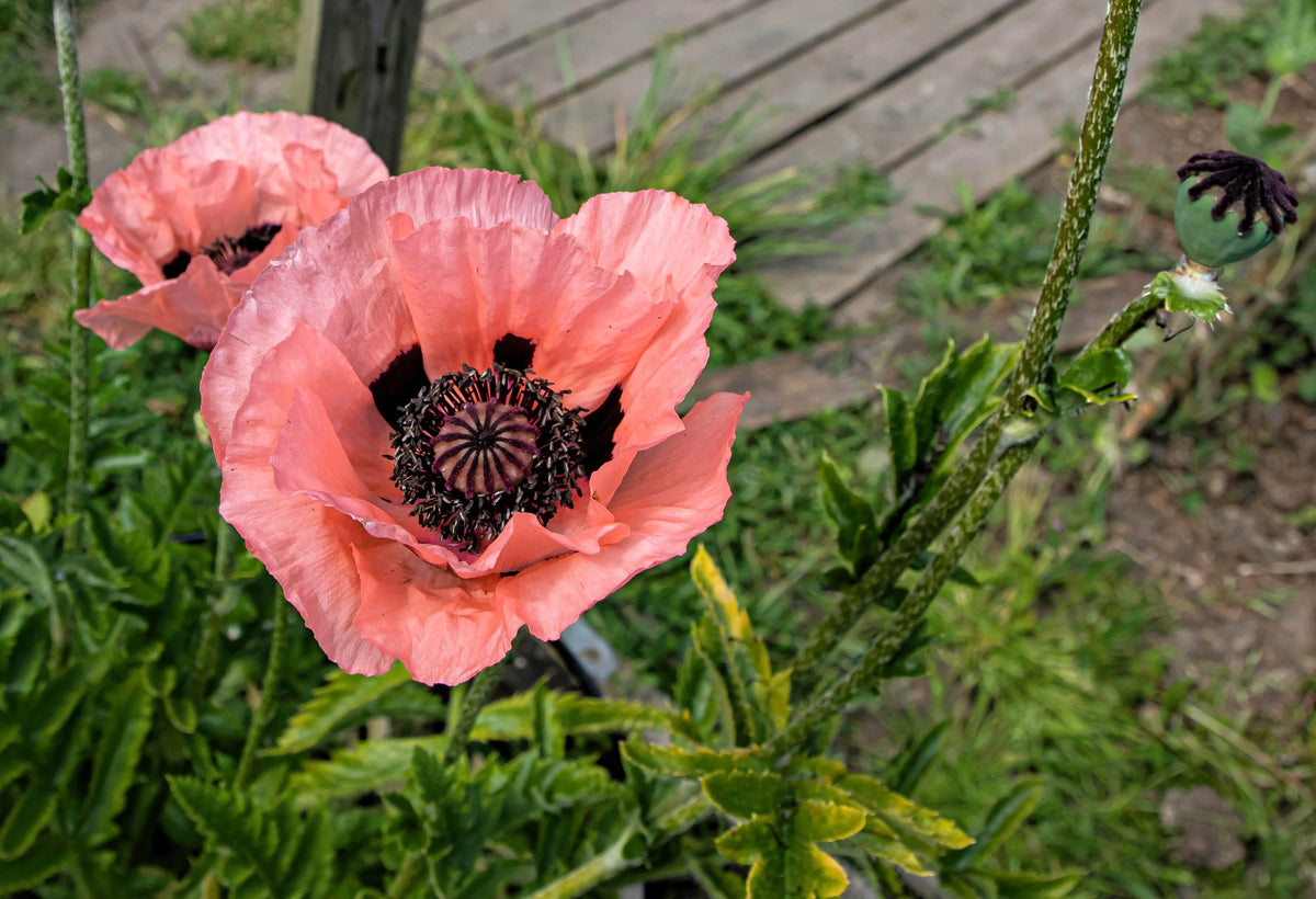 Princess Victoria Louise Oriental Poppy Seeds – Papaver Orientale Flower – photo 4
