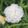 100 White PORTULACA Grandiflora / MOSS ROSE Succulent Flower Seeds