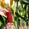 35 BLOODY BUTCHER Red CORN Edible & Ornamental Heirloom Zea Mays Vegetable Seeds