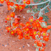 20 Apricot DESERT GLOBEMALLOW Mallow Sphaeralcea Ambigua Flower Seeds